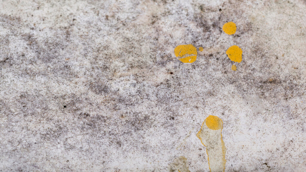 Fungal wall